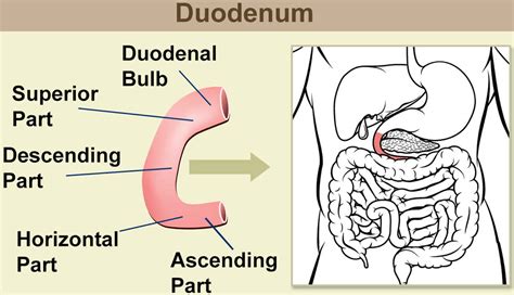 how to say duodenum.